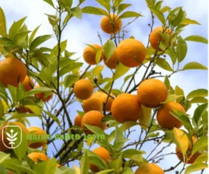 اسعار شتلات فاكهة العنب