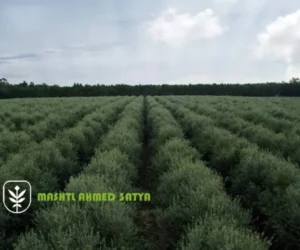 اسعار شتلات مانجو قزمية