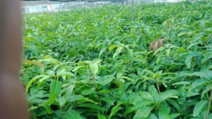 اسعار شتلات الزينة 