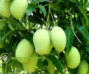  اسعار شتلات مانجو للتصدير