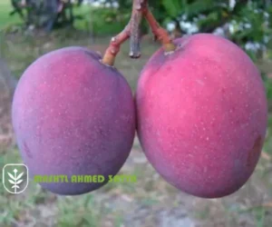 اسعار شتلات مانجو عويس