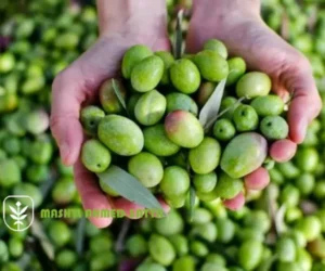 اسعار شتلات الزيتون