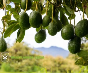 ارخص مشاتل فواكه للتصدير