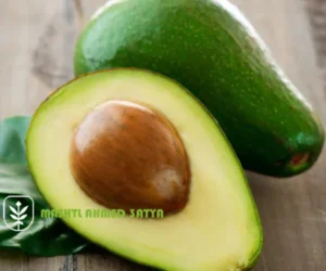 اسعار شتلات أفوكادو زبدة