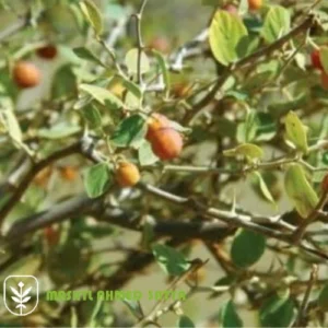 أفضل شتلات النبق التفاحي للزراعة