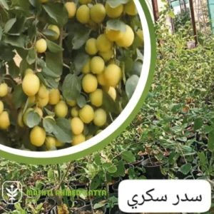 تصدير شتلات السدر السعودي