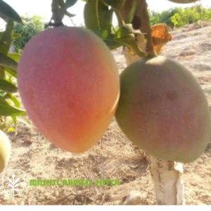 شجرة مانجو مطعم صنف عويس