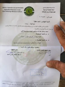 أعراض التدرن التاجي في شتلات الزيتون