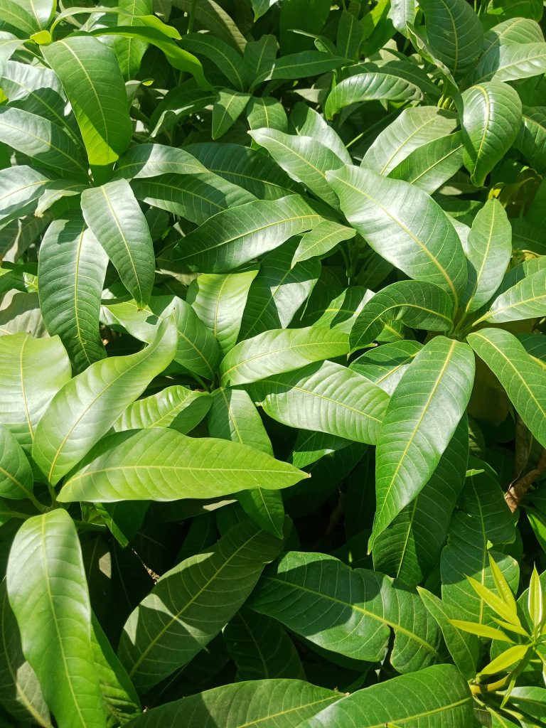 مشتل المهندس احمد عطية