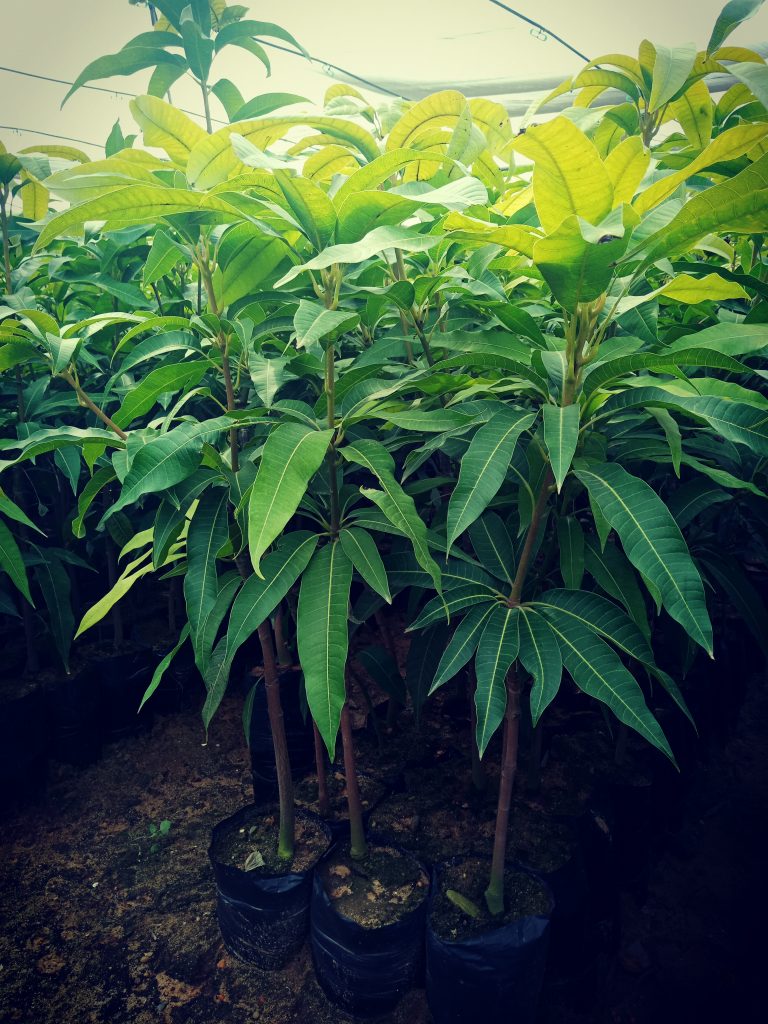 شتلات مانجو ناعومي