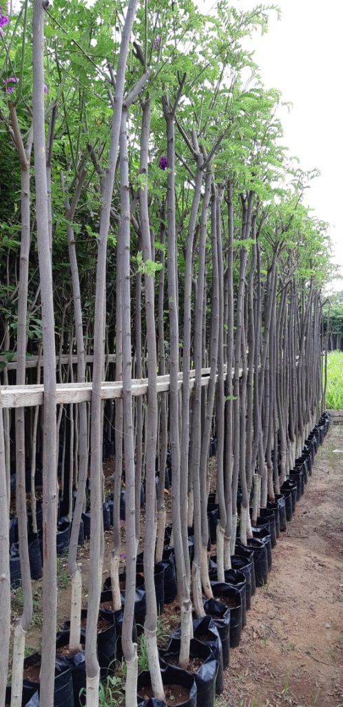 مشتل المهندس احمد عطية