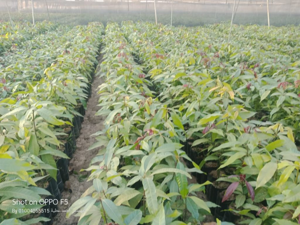 شتلات مانجو نموذجيه