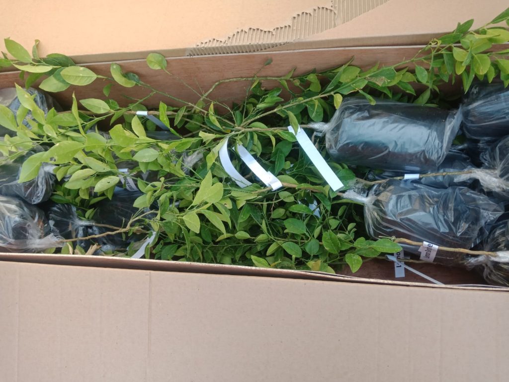 تصدير الشتلات