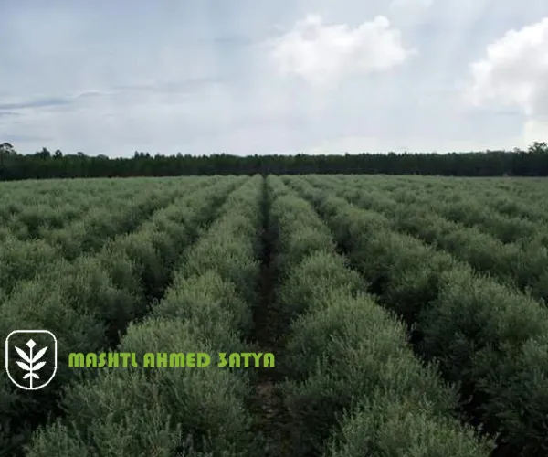 مشتل شتلات فواكه