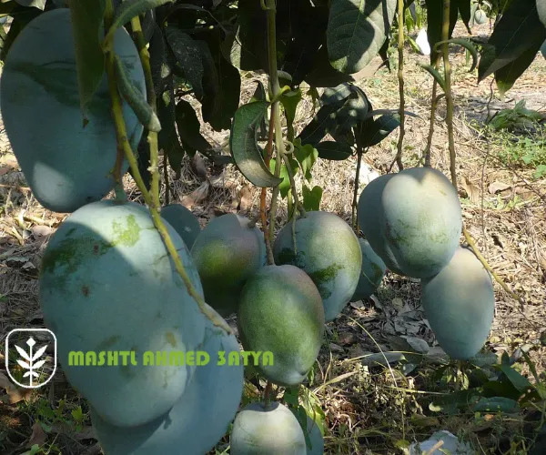 شتلات مانجو كيت