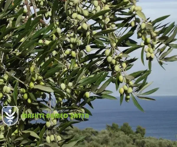 شتلات فواكه سريعة النمو