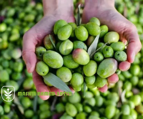 اسعار شتلات الزيتون