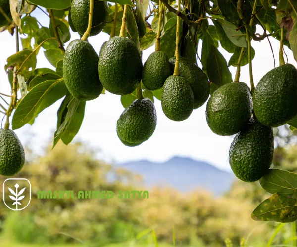 شتلات فواكه نادرة للبيع