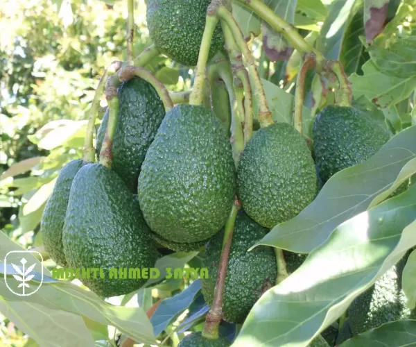 شتلات أفوكادو زبدة