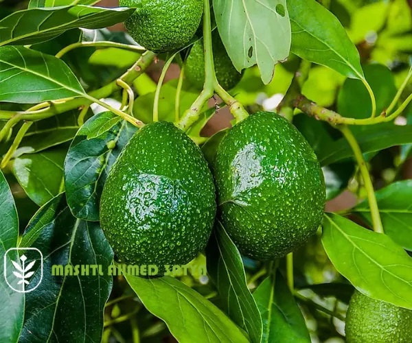 استيراد شتلات التفاح والكمثرى