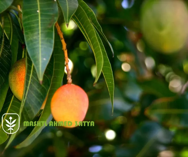 موزع شتلات مانجو معتمد