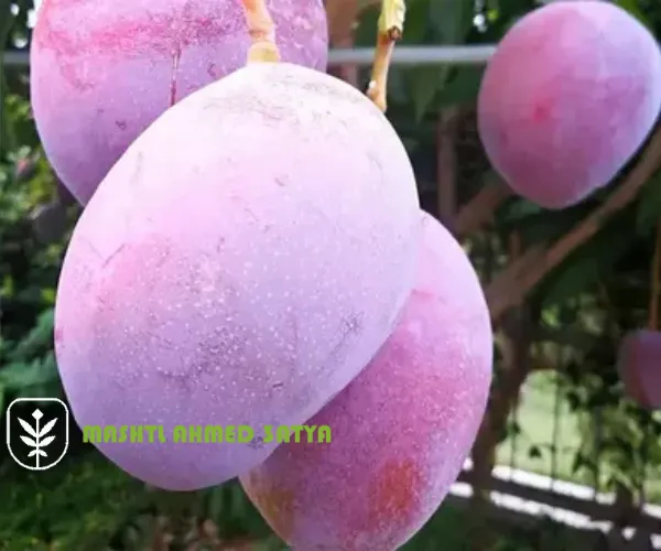 شتلات مانجو مصرية