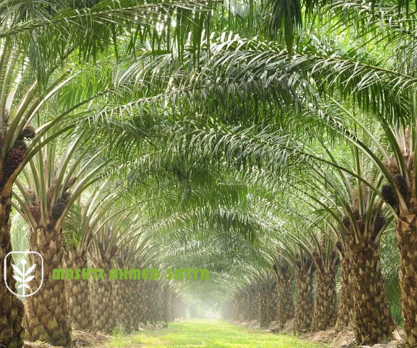 تصدير نخيل المجهول