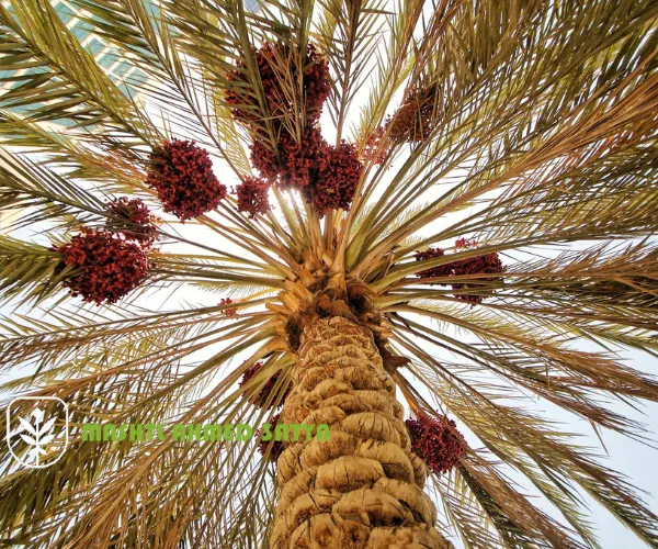 بيع فسائل نخيل برحي ومجدول