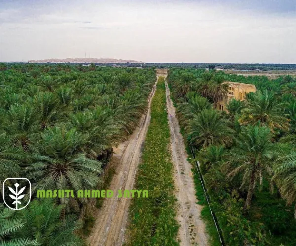 علاج فطريات الشتلات في المشاتل