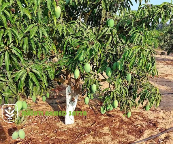 شراء شتلات فاكهة استوائية