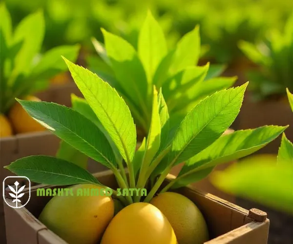 شتلات مانجو قزمة للحدائق