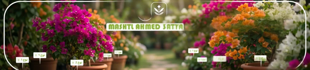 شتلات نباتات جهنمية