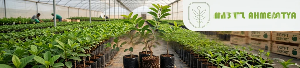 شتلات قشطه للتصدير من مصر