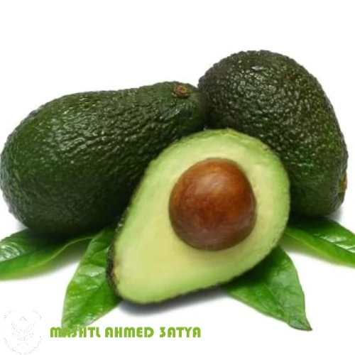 أفوكادو هاس مكسيكي