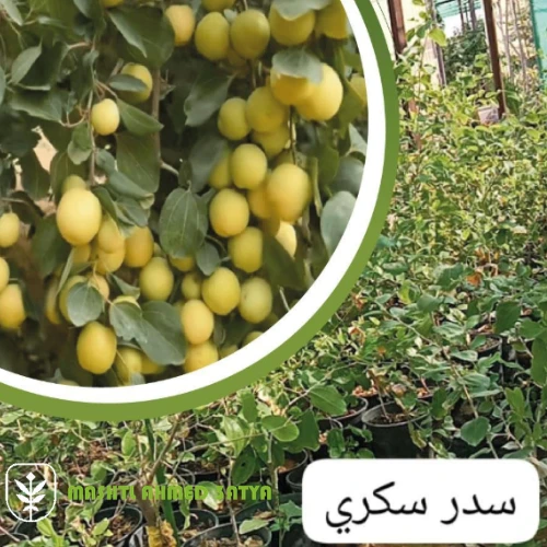 زراعة السدر في التربة الملحية
