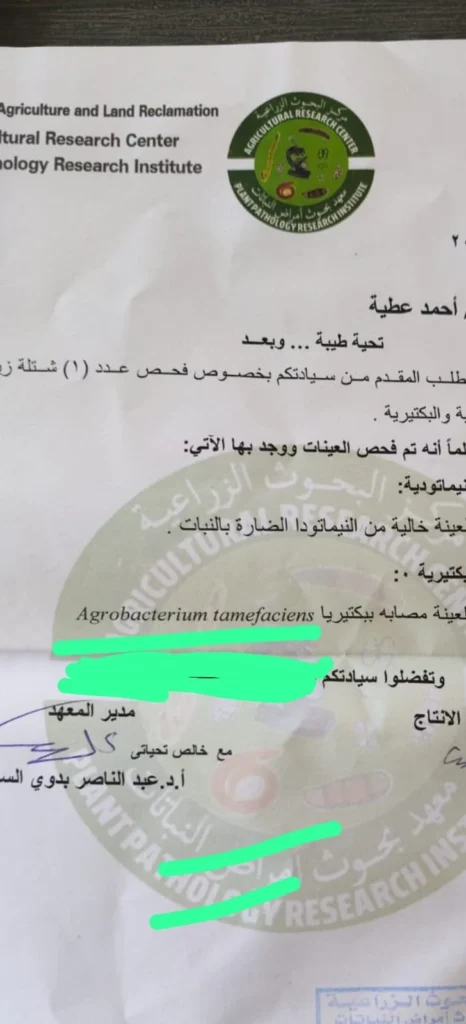 شروط تصدير شتلات الزيتون للأردن